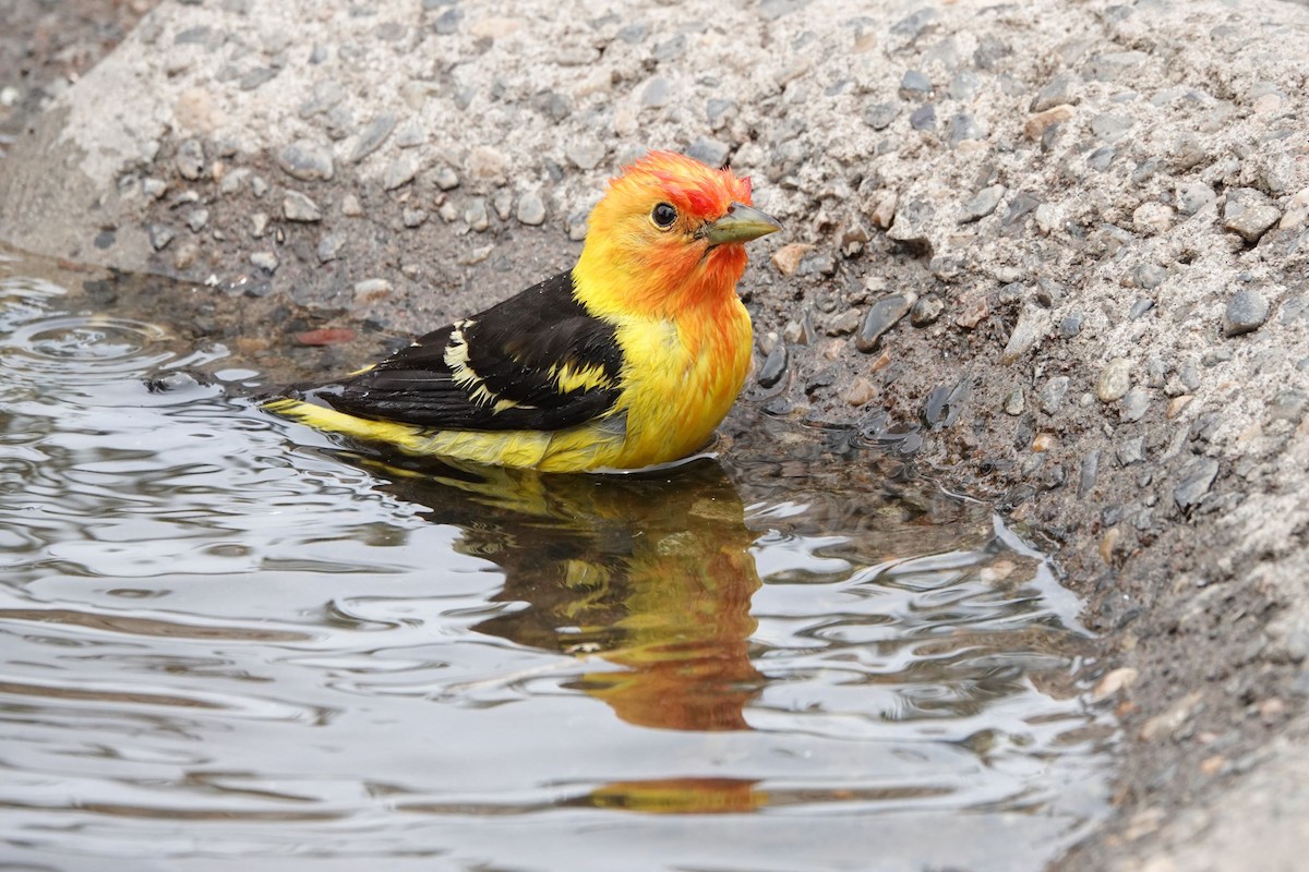 Western Tanager - ML459973691