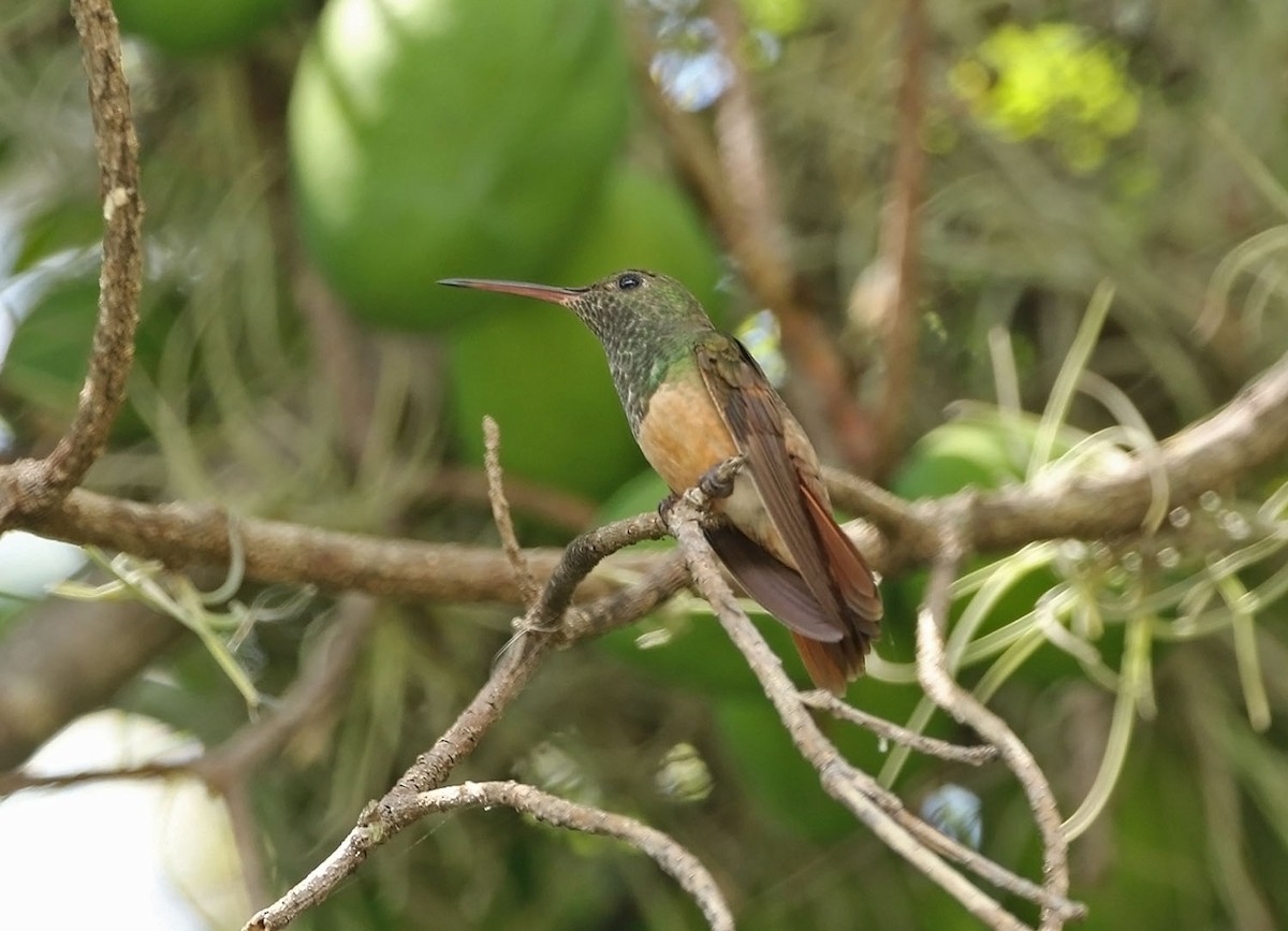 Chestnut-bellied Hummingbird - ML459974371
