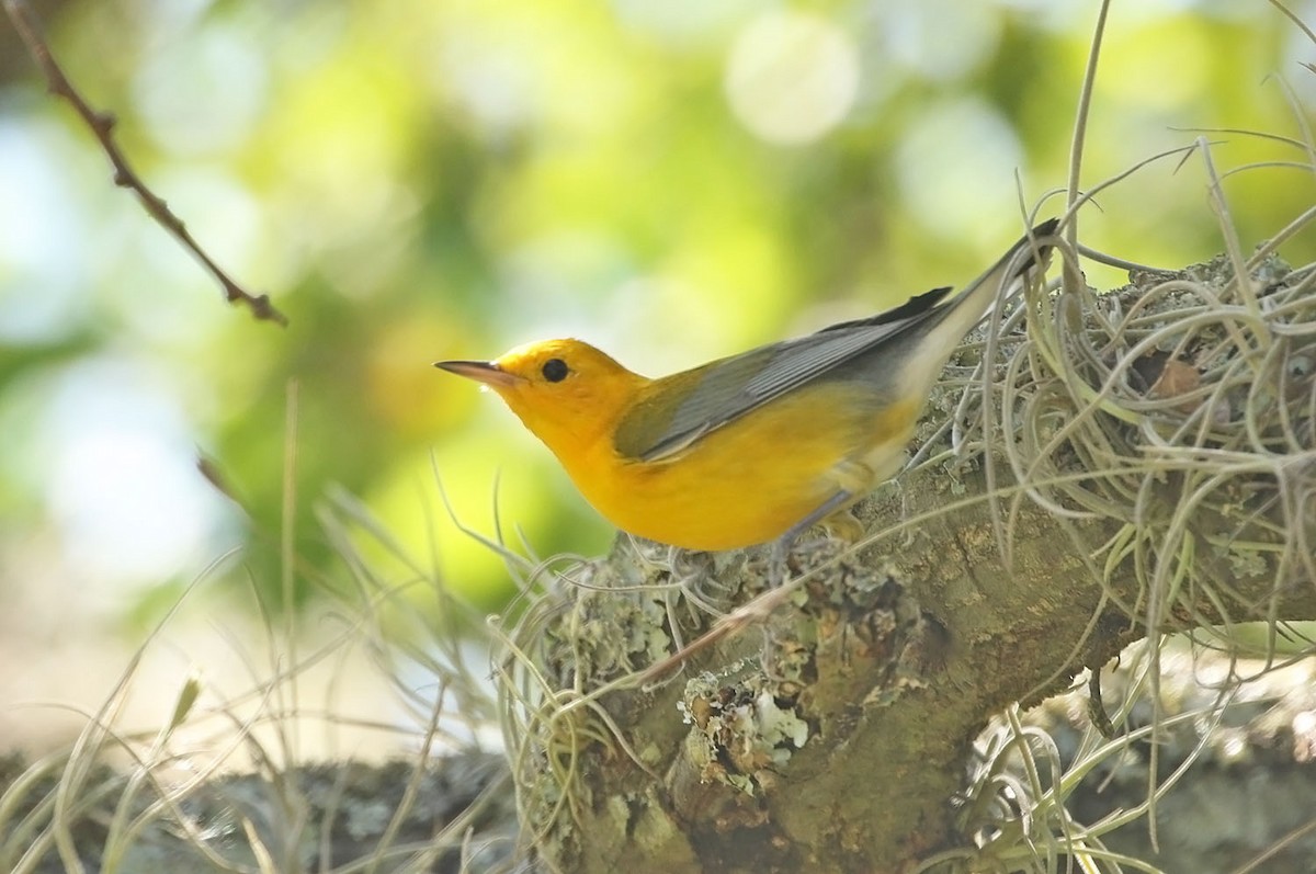 Prothonotary Warbler - ML459974481