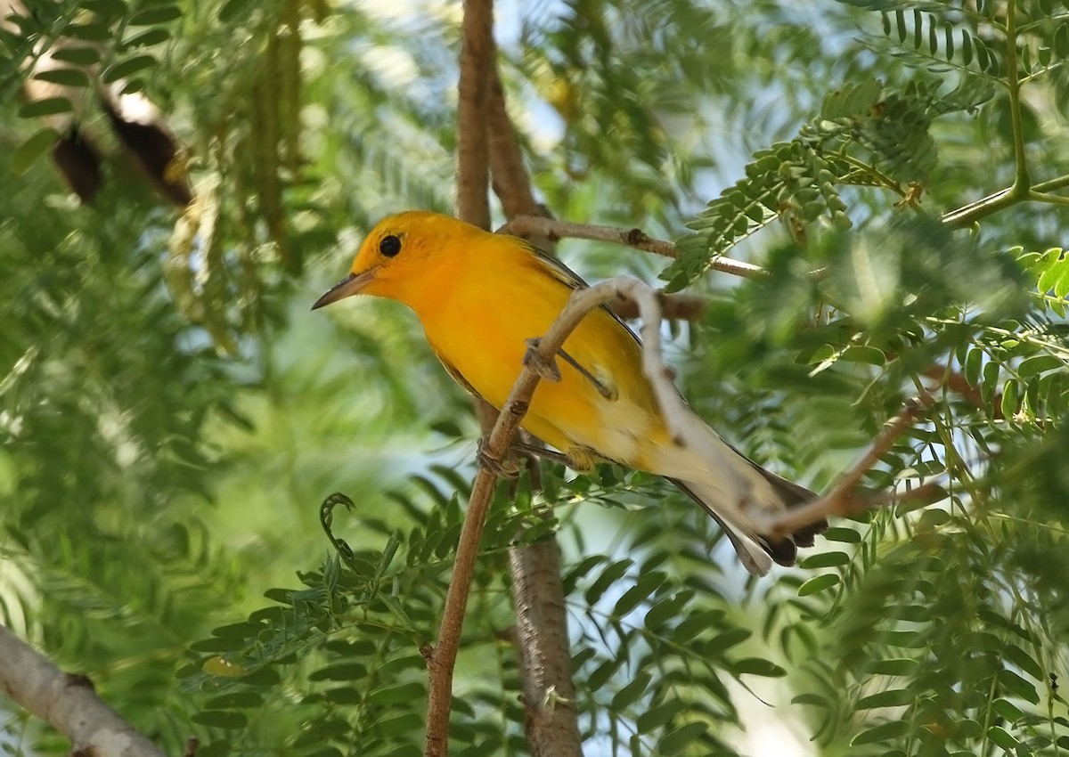 Prothonotary Warbler - ML459974551