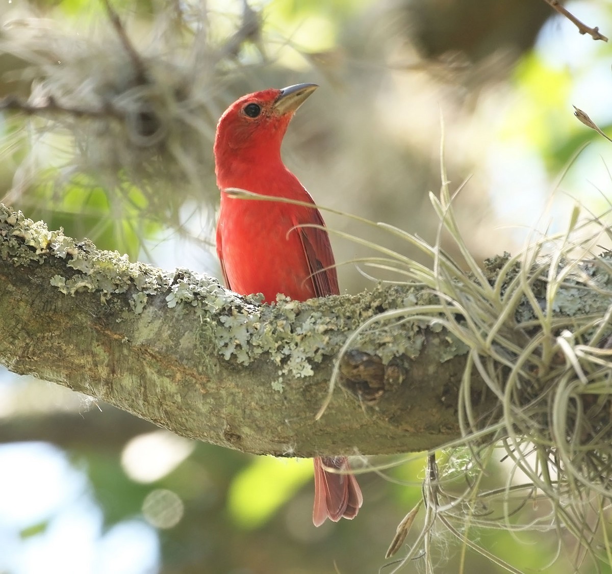 Hepatic Tanager (Highland) - ML459974761