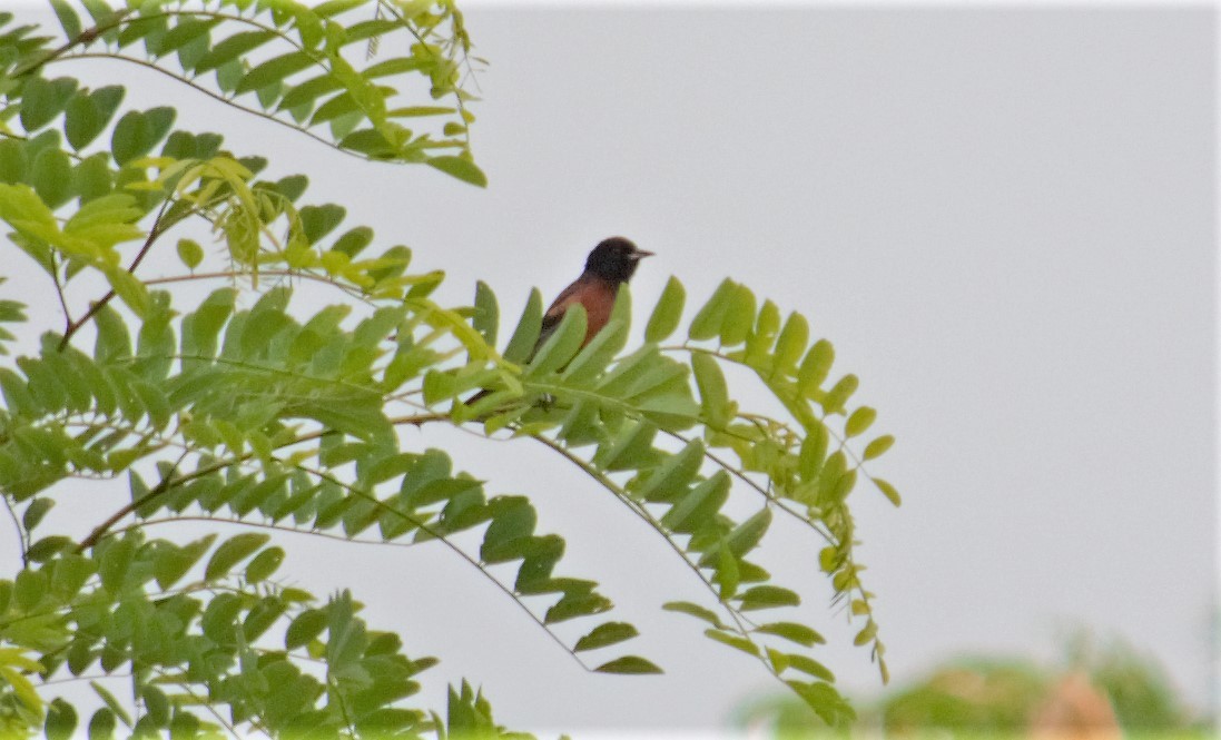 Orchard Oriole - ML459976711