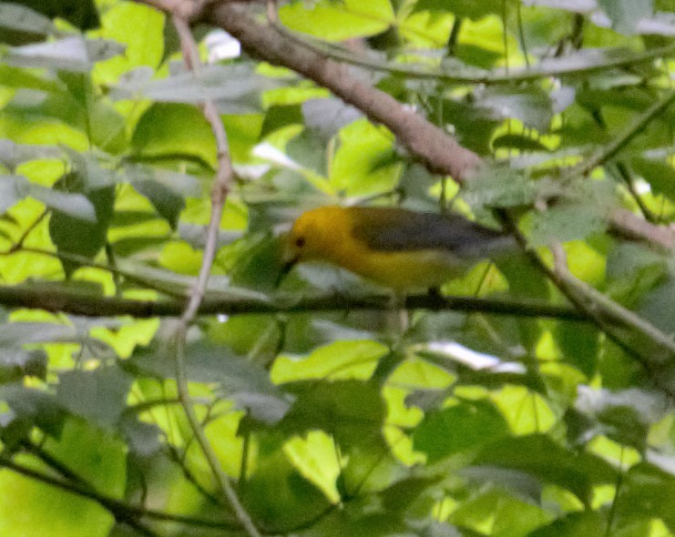 Prothonotary Warbler - ML459976821