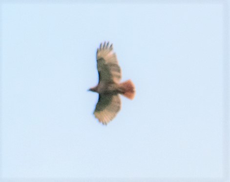 Red-tailed Hawk - Alexandra Barath