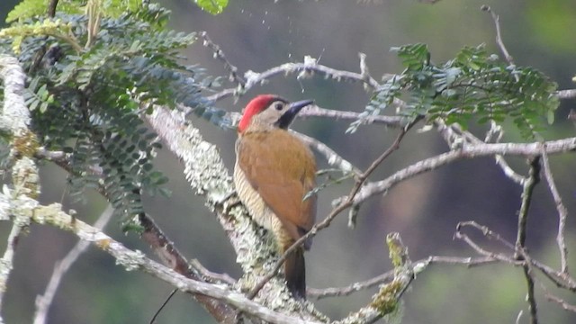 Golden-olive Woodpecker - ML459978331