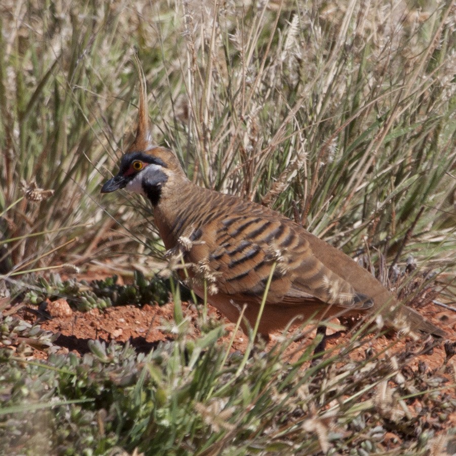 Spinifex Pigeon - ML45998361