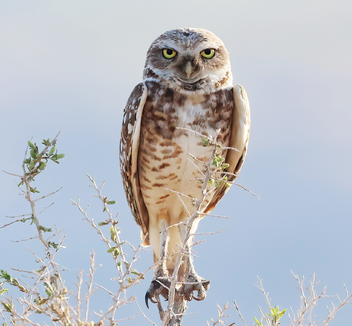 Burrowing Owl - Janice Vander Molen
