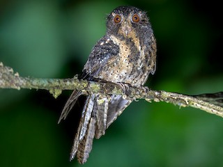  - Moluccan Owlet-nightjar