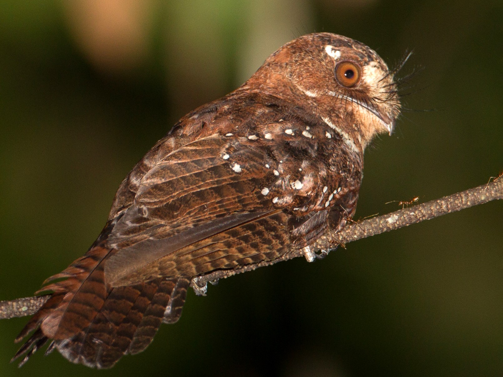 Moluccan Owlet-nightjar - Christoph Moning