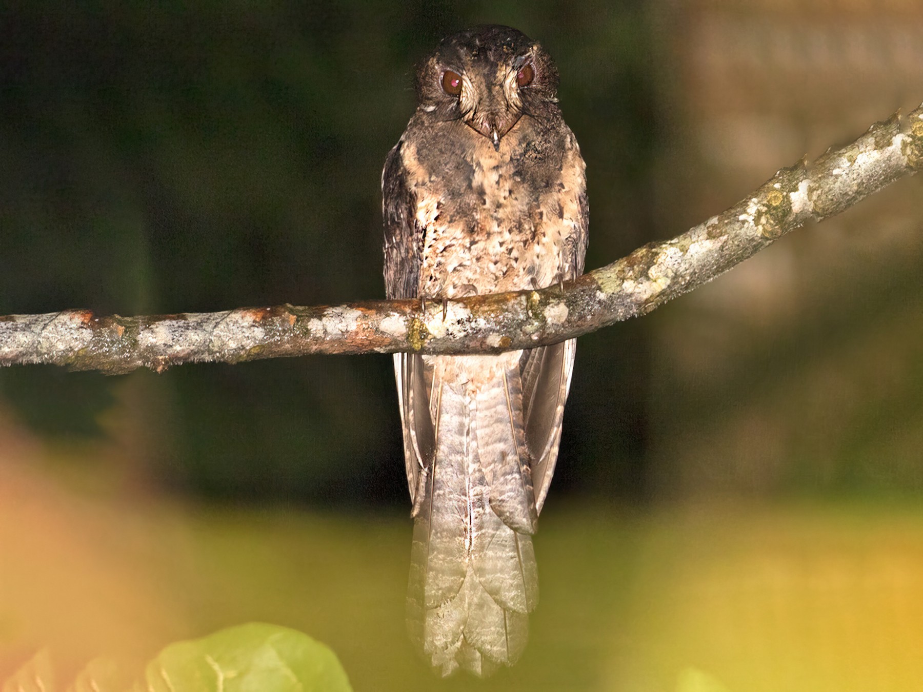 Moluccan Owlet-nightjar - Sam Woods