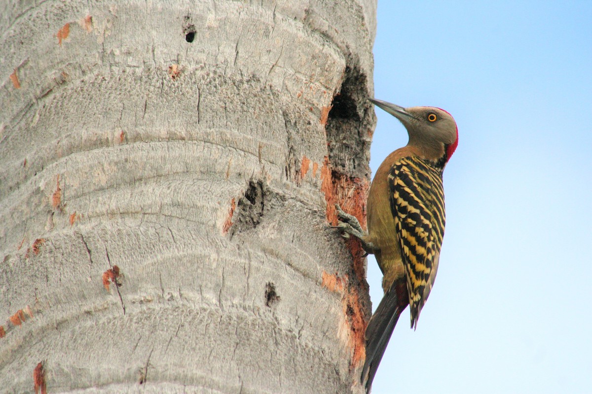 Hispaniolan Woodpecker - ML45999271