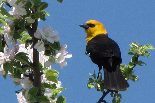 Yellow-headed Blackbird - Ted Keyel