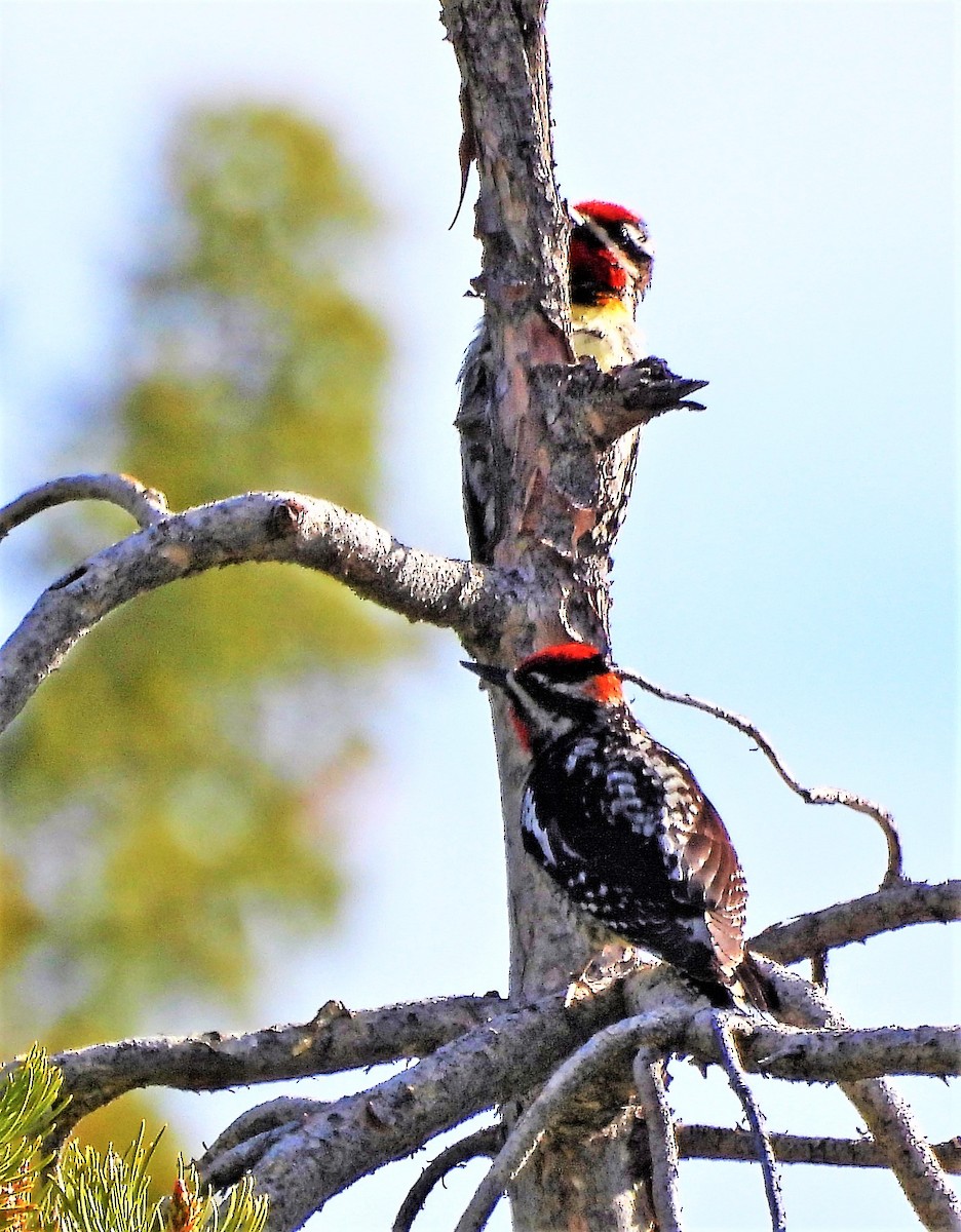 eBird Checklist - 16 Jun 2022 - Priest Pass Rd - 40 species