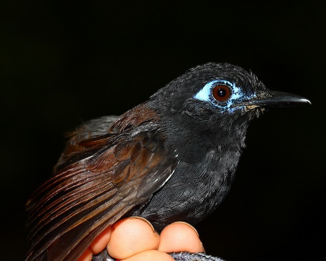 Common Scale-backed Antbird - eBird