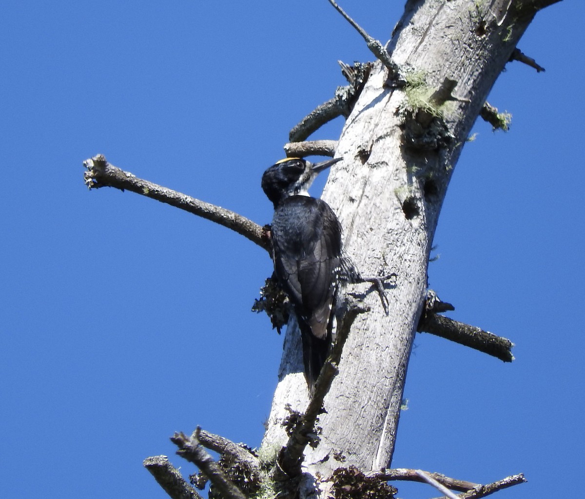 Black-backed Woodpecker - ML459994741