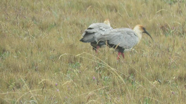 ibis šedokřídlý - ML459995271