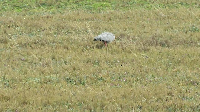 ibis šedokřídlý - ML459995341