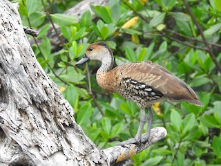 West Indian Whistling-Duck, ML459998041