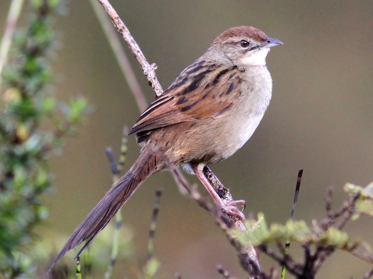 Papuan Grassbird - Cincloramphus macrurus - Birds of the World