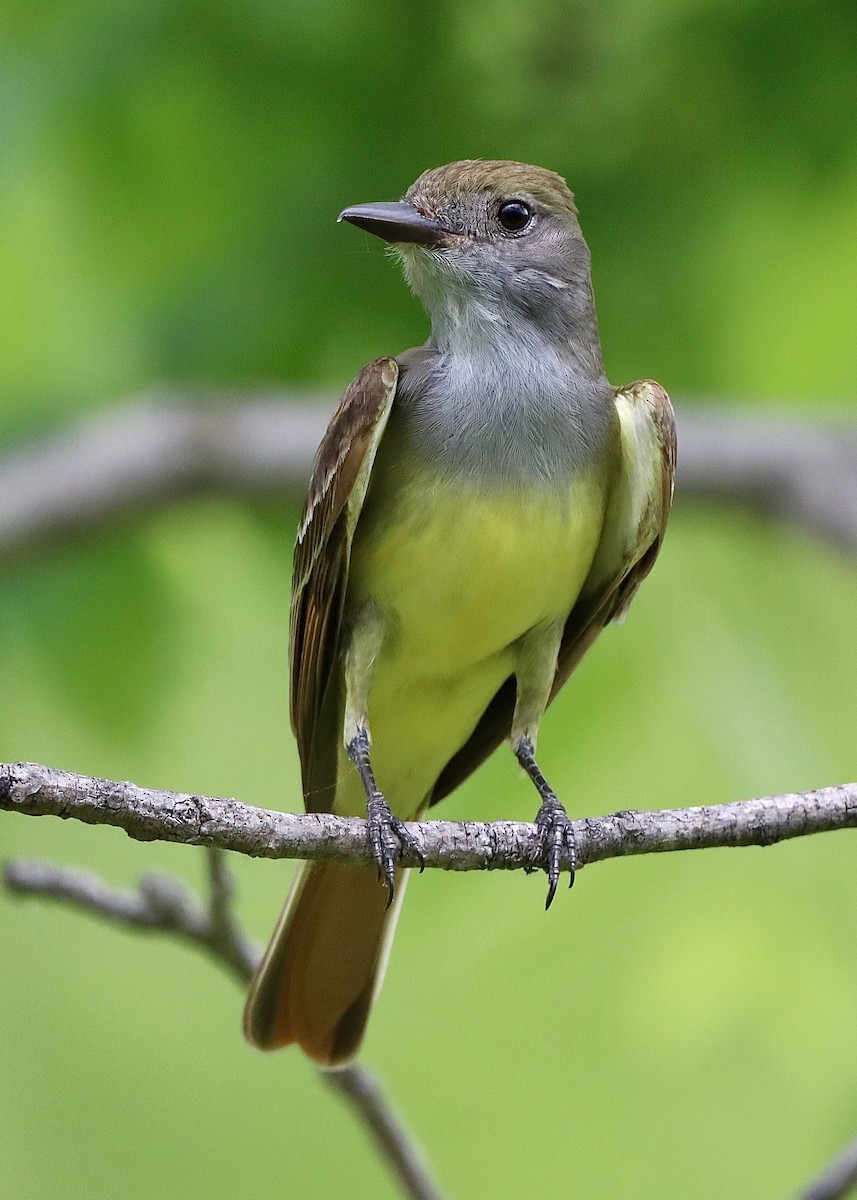 Great Crested Flycatcher - ML460006661