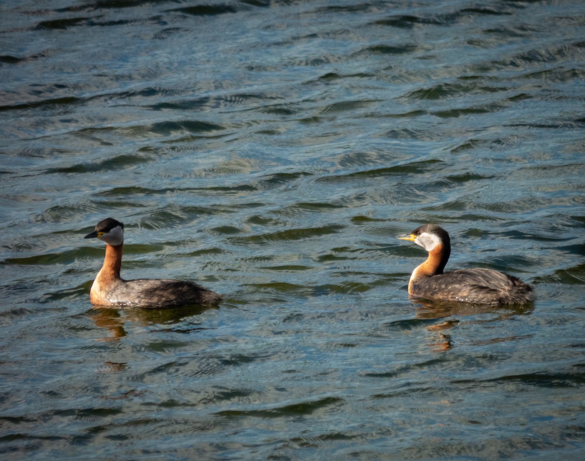 Red-necked Grebe - ML460006701