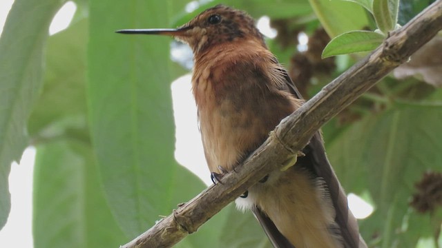 kolibřík duhovohřbetý - ML460006761