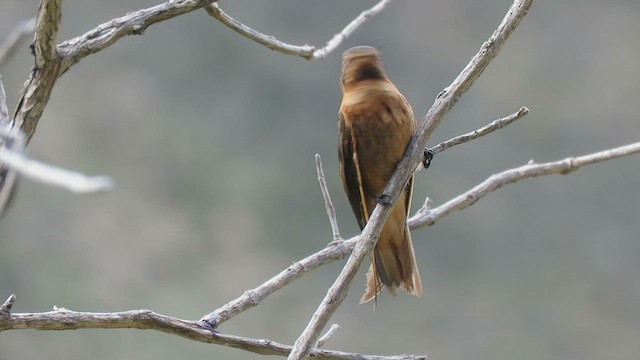 kolibřík duhovohřbetý - ML460006801