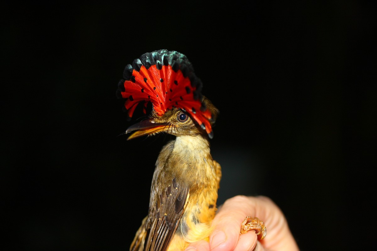 Tropical Royal Flycatcher (Northern) - ML46000791