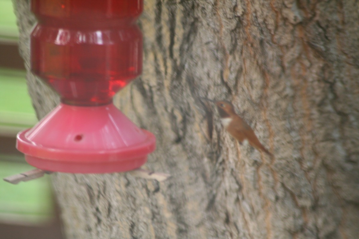 Rufous Hummingbird - ML46000941
