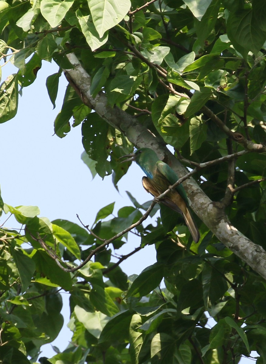 Blue-bearded Bee-eater - ML460015051