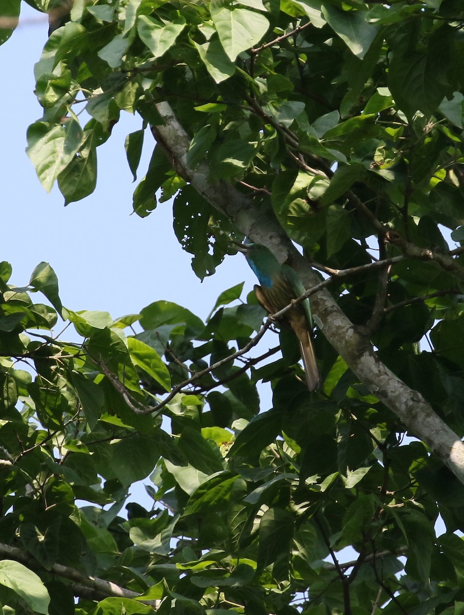 Blue-bearded Bee-eater - ML460015071