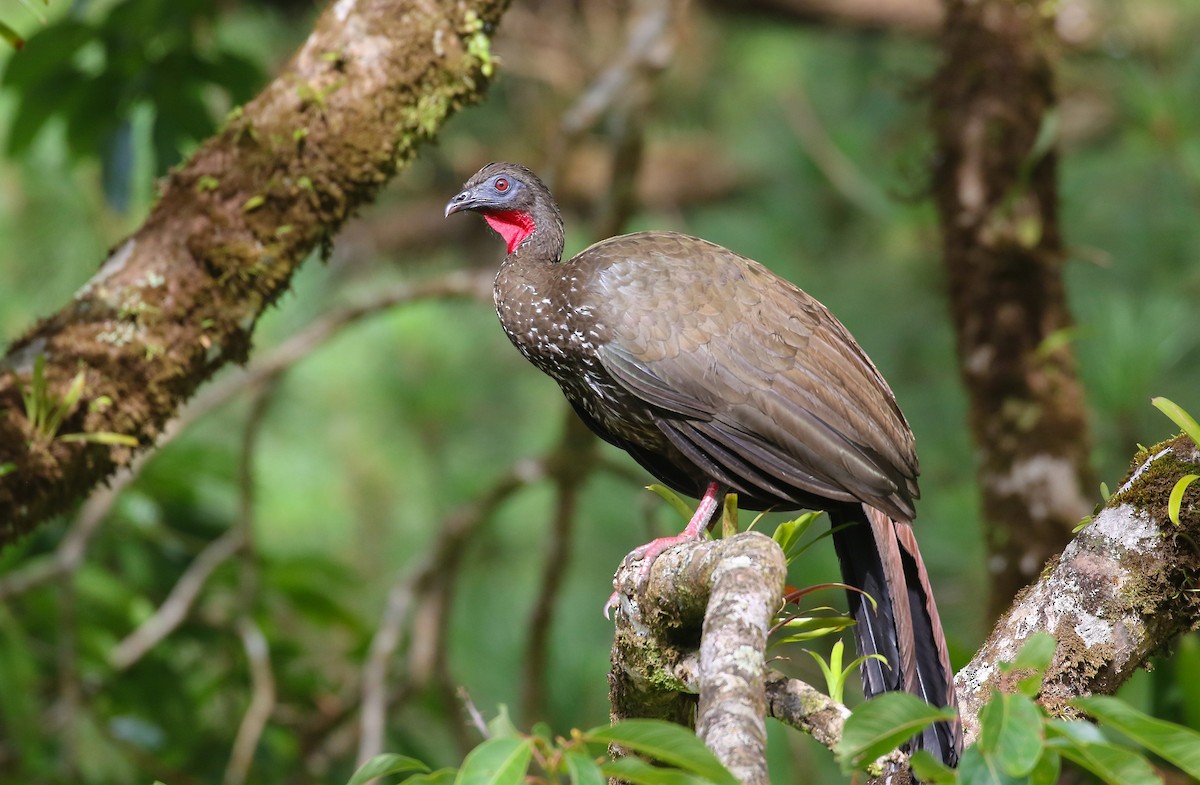 Crested Guan - ML460016361