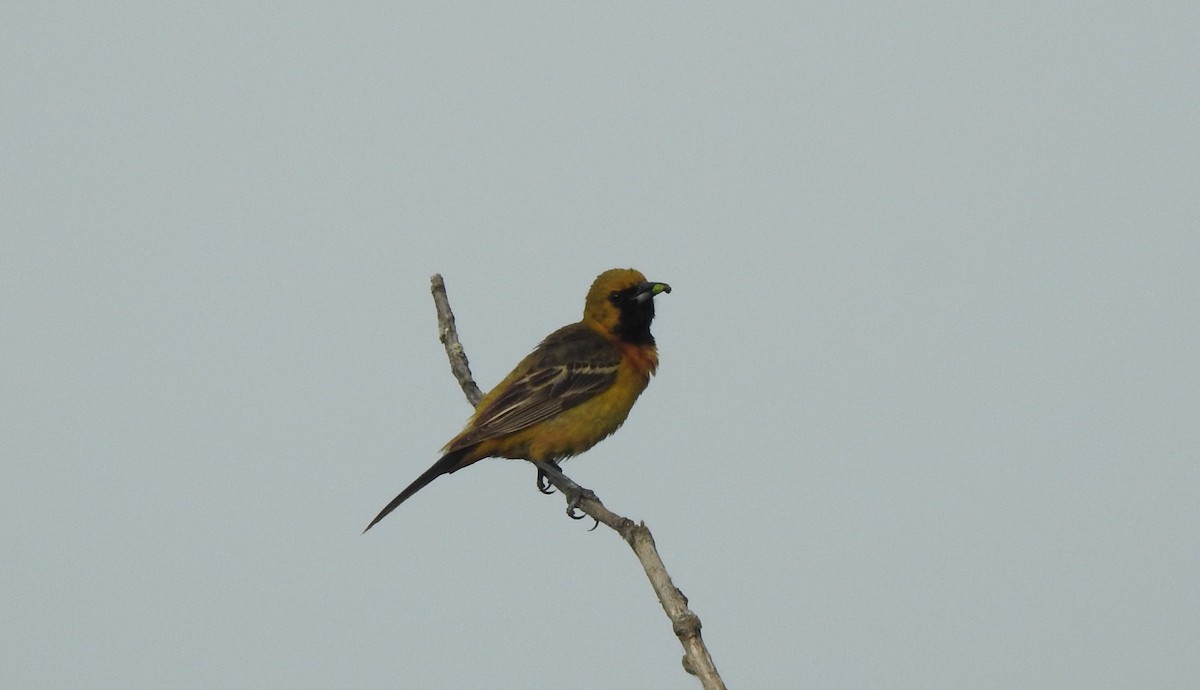 Orchard Oriole - Curtis Combdon