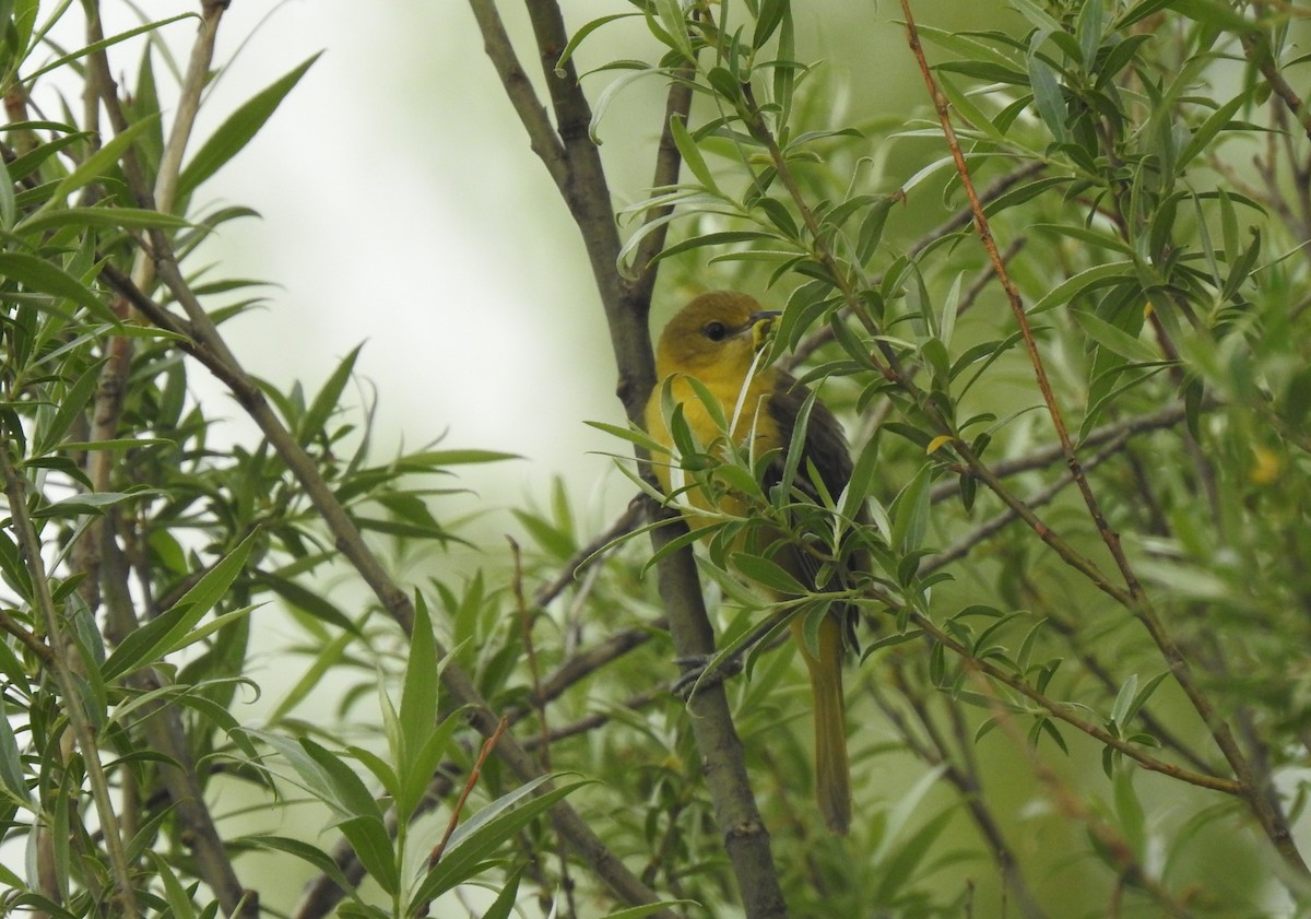 Orchard Oriole - ML460017801
