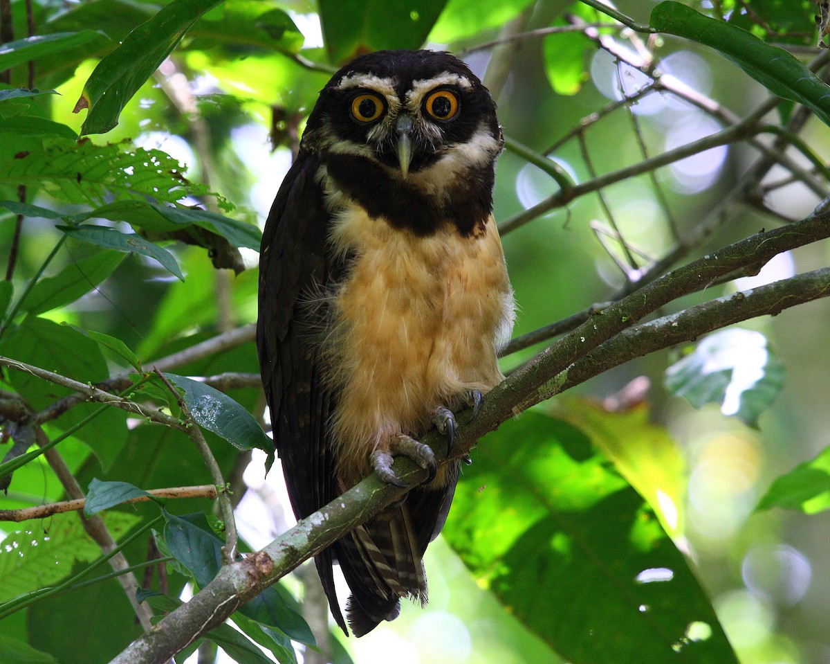 Spectacled Owl - ML46001911