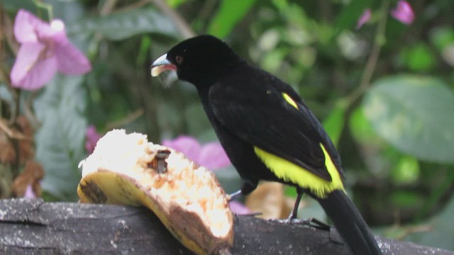 Flame-rumped Tanager (Lemon-rumped) - ML460020391