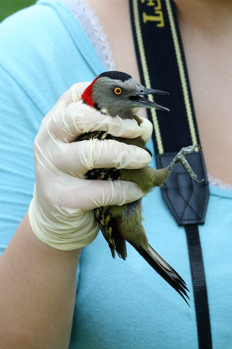 Hispaniolan Woodpecker - ML46002641