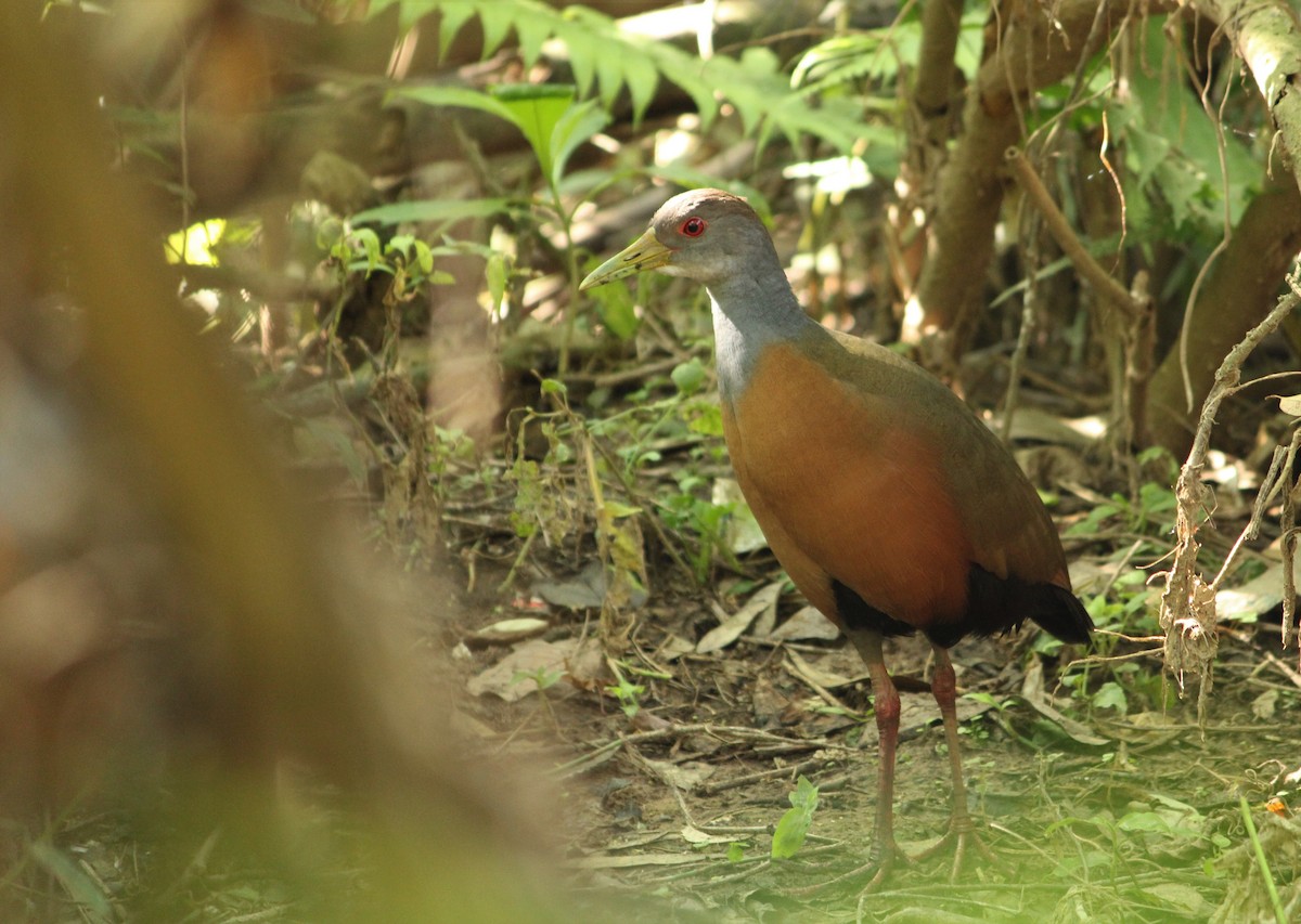Gray-cowled Wood-Rail - Miguel  Magro