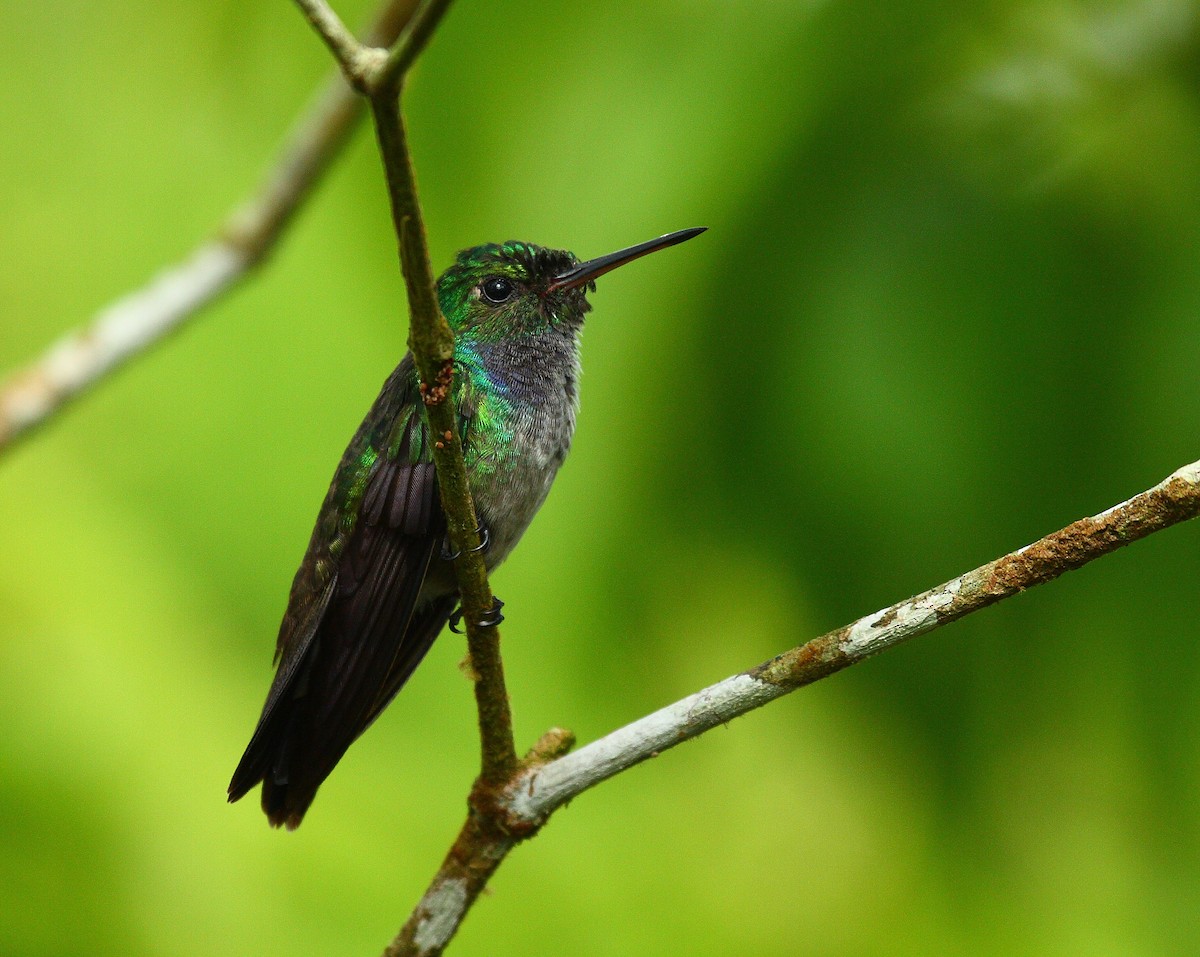 Blue-chested Hummingbird - Matt Brady