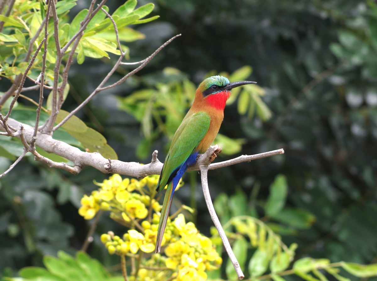 Red-throated Bee-eater - ML460043961