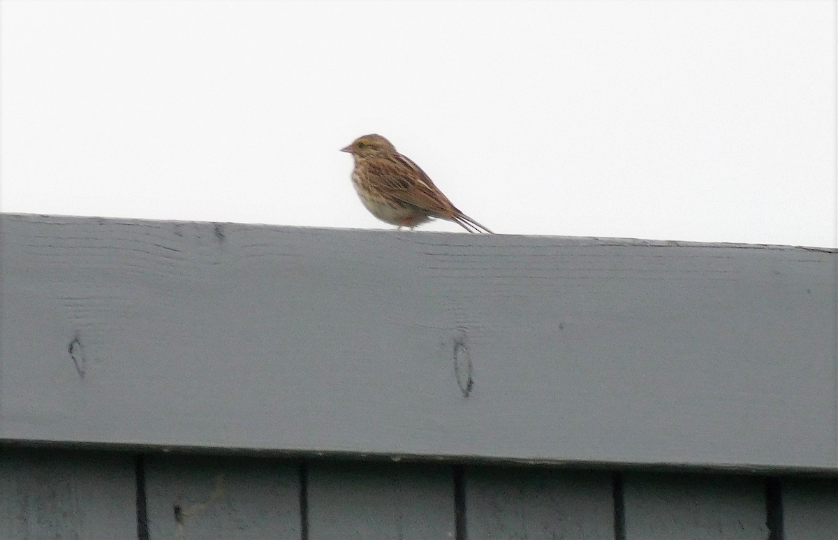 Savannah Sparrow - ML460049471