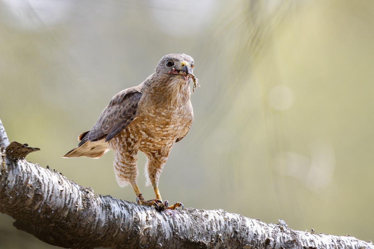 Broad-winged Hawk - Frédérick Lelièvre