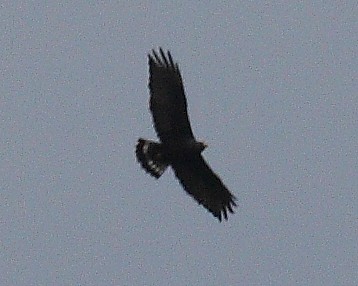 Zone-tailed Hawk - ML46005071