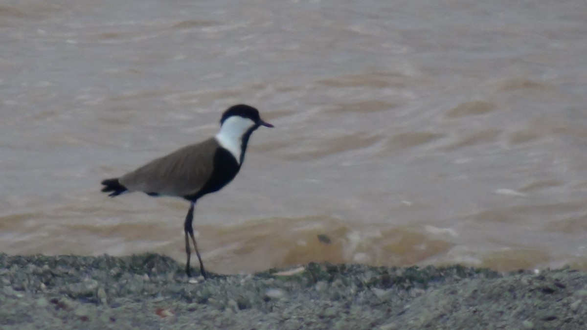 Spur-winged Lapwing - ML46005171