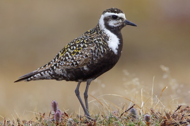 First Alternate Male American Golden-Plover. - American Golden-Plover - 