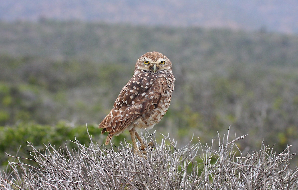 Burrowing Owl - ML46006051