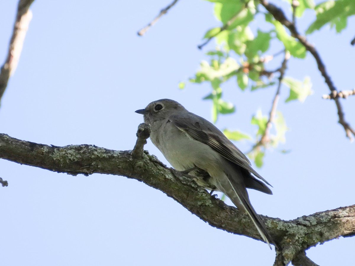 Townsend's Solitaire - ML460062901