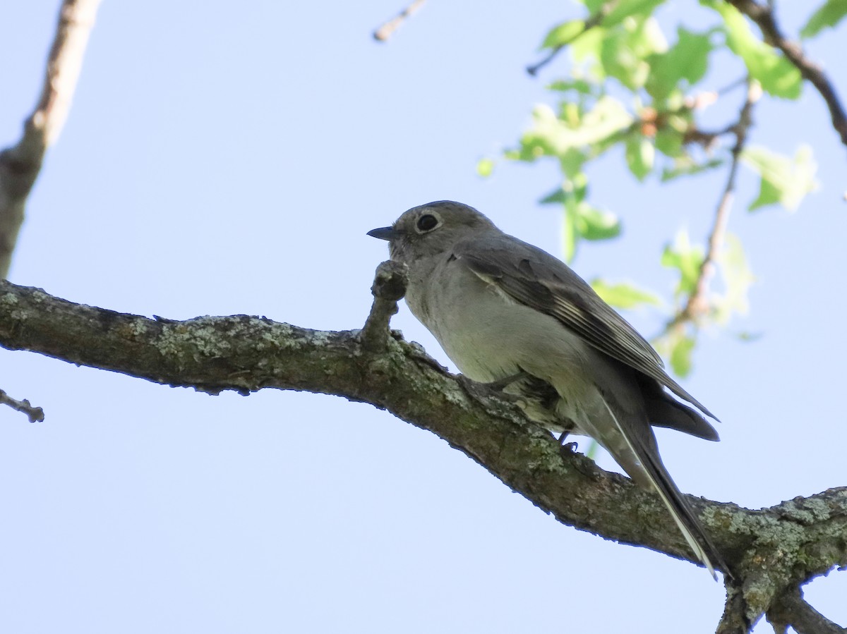 Townsend's Solitaire - ML460062921