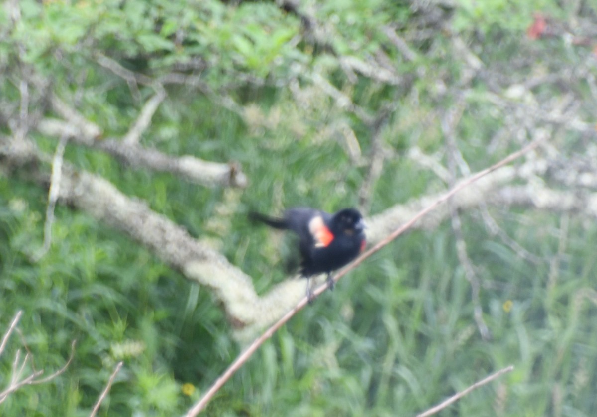 Red-winged Blackbird (Red-winged) - ML460063131