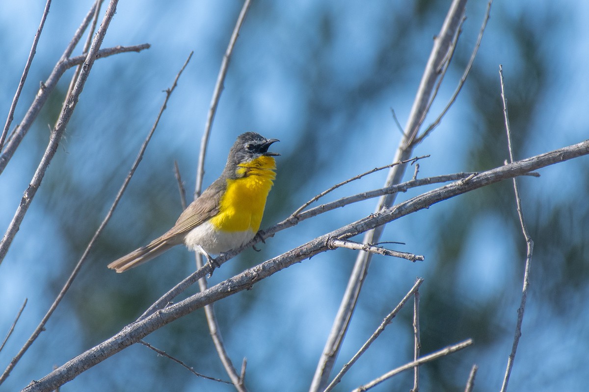 Yellow-breasted Chat - ML460063531